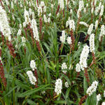 Persicaria vivipara - Adderwortel