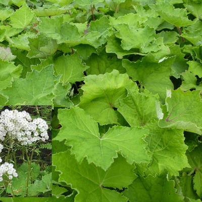 Petasites albus - Wit hoefblad