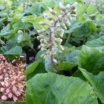 Petasites hybridus - Groot hoefblad