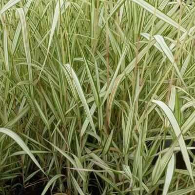 Phalaris arundinacea var. picta 'Feesey' - Rietgras