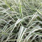 Phalaris arundinacea var. picta 'Picta' - Rietgras, Kanariegras, Bont rietgras - Phalaris arundinacea var. picta 'Picta'