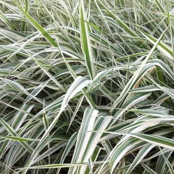 Phalaris arundinacea var. picta 'Picta'