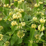 Brandkruid - Phlomis russeliana