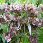 Phlomis samia - Brandkruid - Phlomis samia