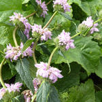 Phlomis tuberosa - Brandkruid - Phlomis tuberosa