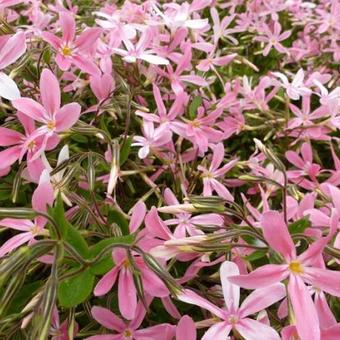 Phlox adsurgens 'Wagon Wheel'