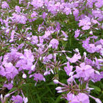 Vlambloem - Phlox carolina 'Bill Baker'