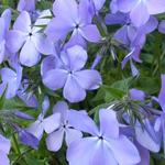 Phlox divaricata 'Blue Moon' - Vlambloem/Flox