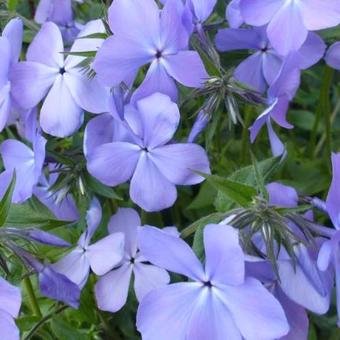 Phlox divaricata 'Blue Moon'