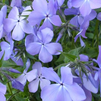 Vlambloem/Flox - Phlox divaricata 'Blue Moon'