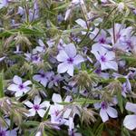 Phlox divaricata 'Chattahoochee' - Vlambloem, floks