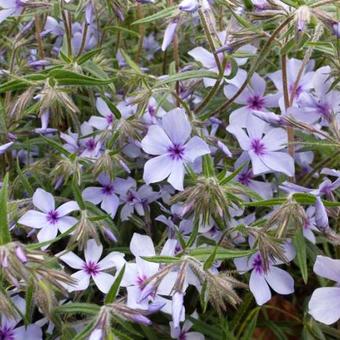 Phlox divaricata 'Chattahoochee'