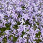 Vlambloem, Floks - Phlox divaricata 'Clouds of Perfume' 