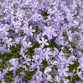 Phlox divaricata 'Clouds of Perfume'