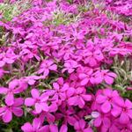 Phlox douglasii 'Crackerjack' - Dwergvlambloem