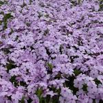 Phlox douglasii 'Lilac Cloud' - Dwergvlambloem