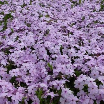 Phlox douglasii 'Lilac Cloud'