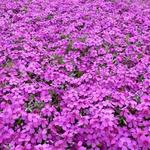 Phlox douglasii 'Waterloo' - Dwergvlambloem