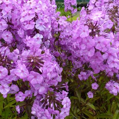 Floks, vlambloem - Phlox maculata 'Alpha'