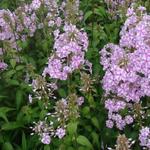 Vlambloem - Phlox maculata 'Natascha'