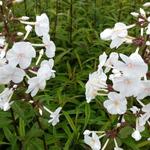 Phlox maculata 'Omega' - Vlambloem, floks