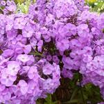 Phlox maculata 'Rosalinde' - Floks, vlambloem