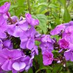 Floks, vlambloem - Phlox paniculata 'Amethyst'