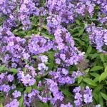 Phlox paniculata 'Blue Paradise' - Vlambloem