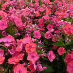 Phlox paniculata 'FLAME Coral' - Floks, vlambloem