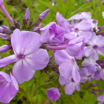 Phlox paniculata 'David's Lavender'