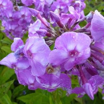 Phlox paniculata 'Delilah'