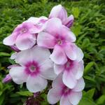 Vlambloem, floks - Phlox paniculata 'Europa'