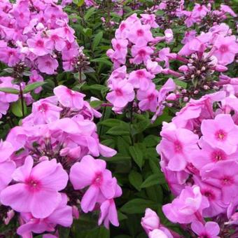 Phlox paniculata 'Eva Cullum'