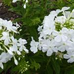 Phlox paniculata 'Fujiyama' - Floks, vlambloem