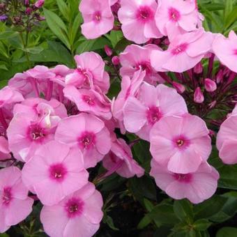 Phlox paniculata 'Herbstwalzer'