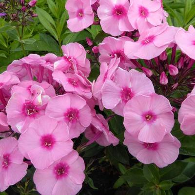 Vlambloem - Phlox paniculata 'Herbstwalzer'