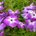 Vlambloem, floks - Phlox paniculata 'Uspekh'