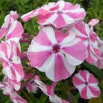 Phlox paniculata 'Peppermint Twist' - Vlambloem