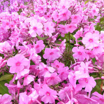 Phlox paniculata 'Pink FLAME'