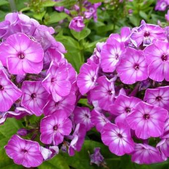 Phlox paniculata 'Purple Eye FLAME'