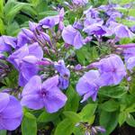 Phlox paniculata 'Purple FLAME' - Vlambloem, floks