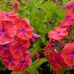 Phlox paniculata 'Red FLAME' - Vlambloem, floks