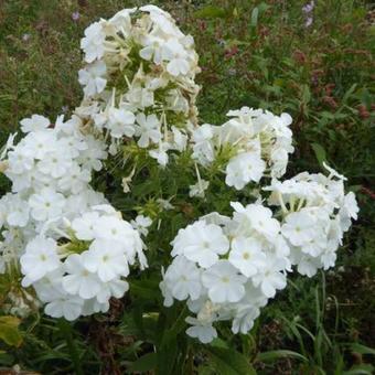 Phlox paniculata 'Rembrandt'