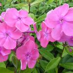 Phlox paniculata 'Rijnstroom' - Floks, vlambloem