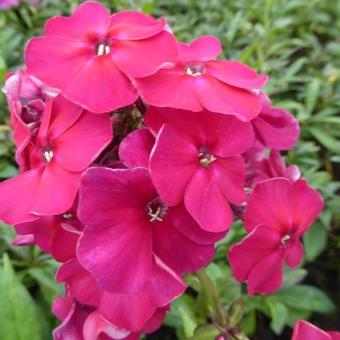 Phlox paniculata 'Septemberglut'