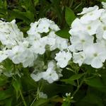 Phlox paniculata 'White Admiral' - Vlambloem, floks