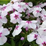 Phlox paniculata 'White Eye FLAME' - Vlambloem, floks