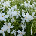 Phlox stolonifera 'Alba' - Kruipphlox