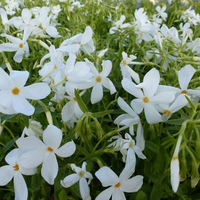 Kruipphlox - Phlox stolonifera 'Alba'