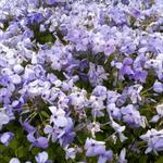 Phlox stolonifera 'Blue Ridge' - Kruipphlox